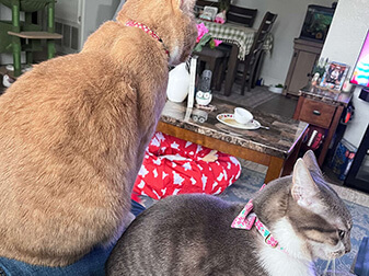 Maple And Tinker