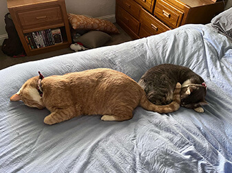 Maple And Tinker